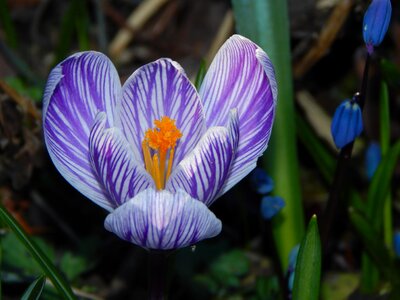 Spring spring crocus purple photo