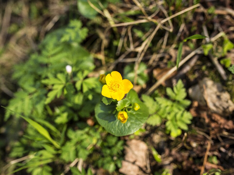 Yellow flower plant nature