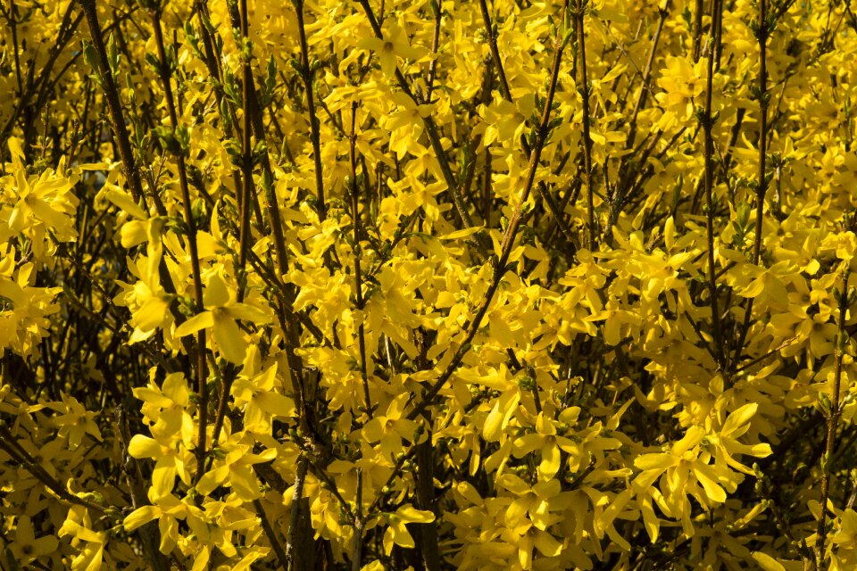 Sprout yellow flowers yellow flower