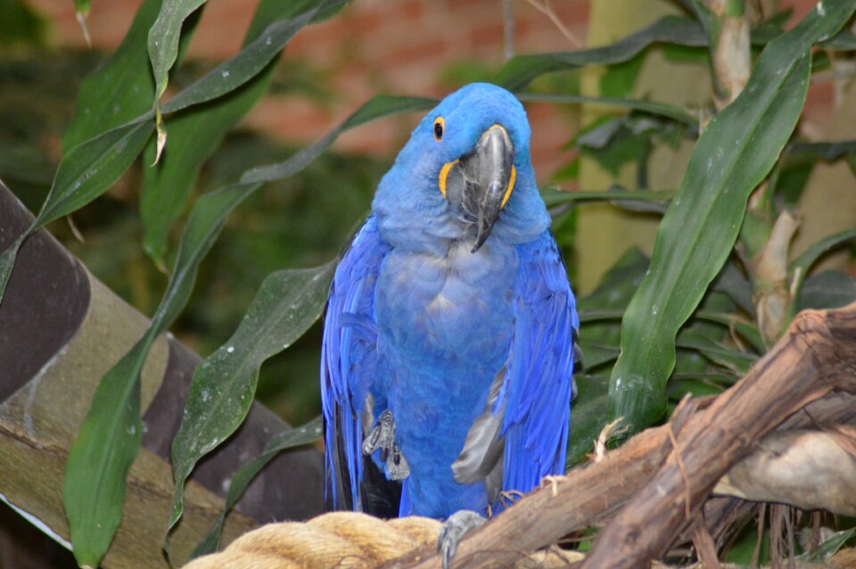 Pittsburgh pa bird