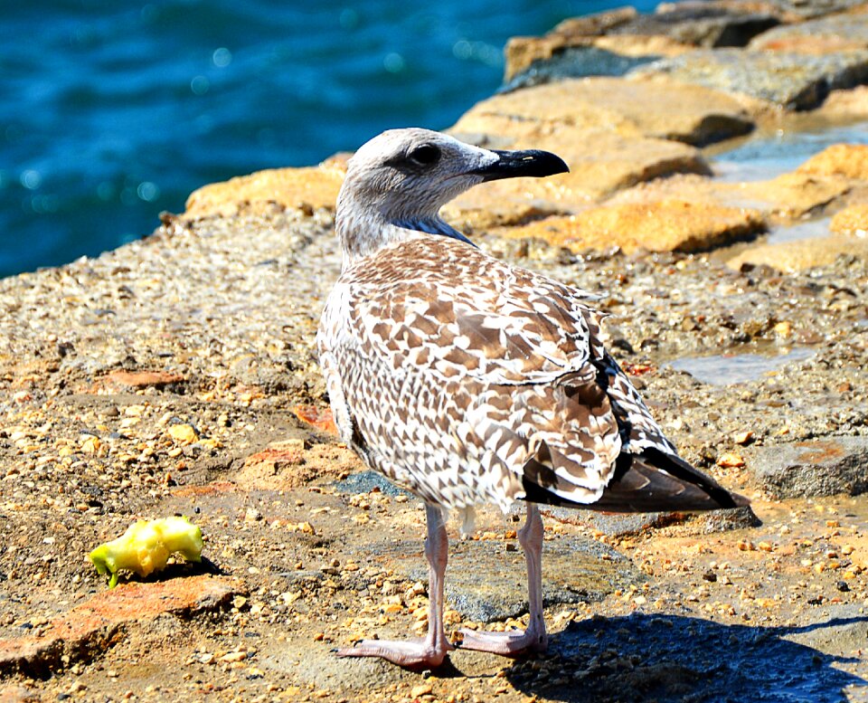 Sea eat standing photo