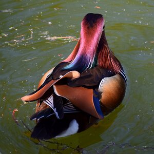 Animal water bird color