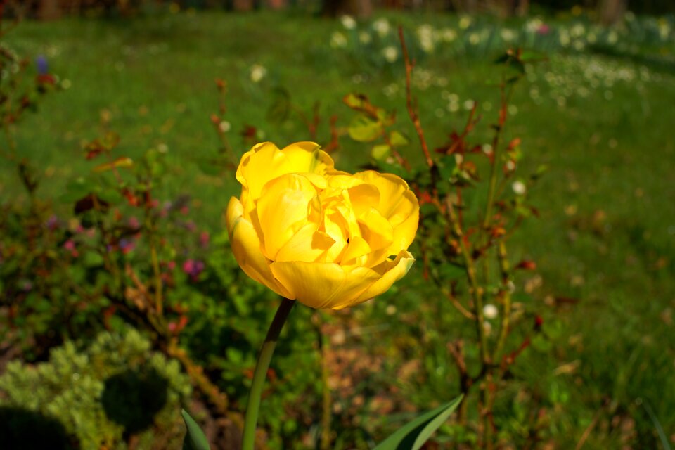 Holland botanical plant