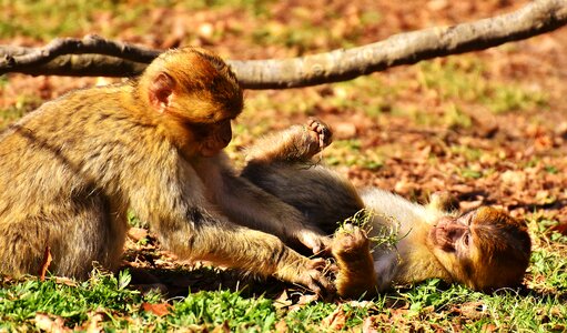 Endangered species monkey mountain salem animal