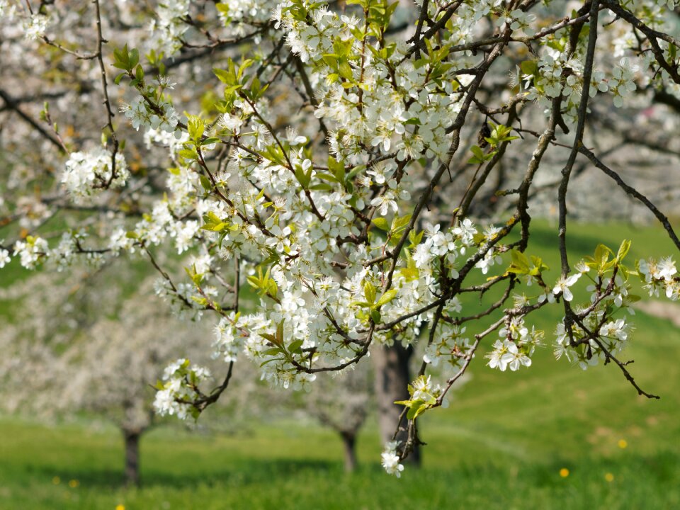 Flower field branch