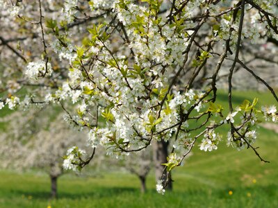 Flower field branch photo