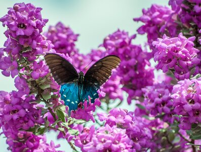 Nature purple flower photo