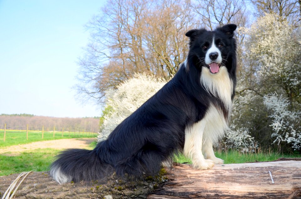 Herding dog purebred dog british sheepdog