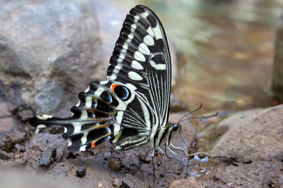 Insect gray butterfly