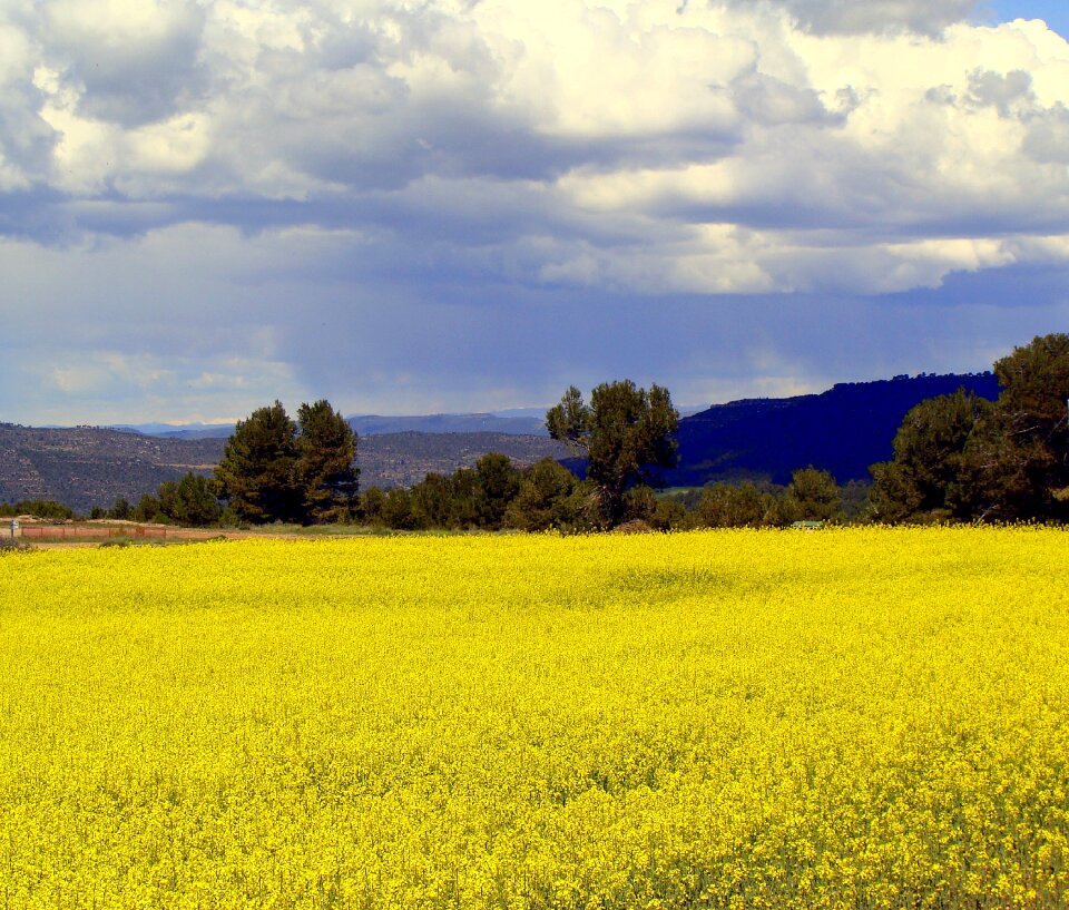 Plants landscape flowering