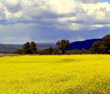 Plants landscape flowering