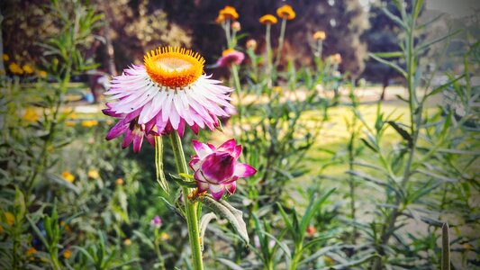 Pink weed photo