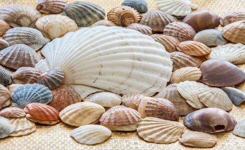 Sea shell ocean nature photo