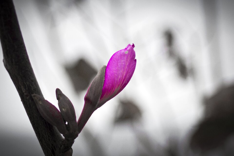 Macro violet flowers