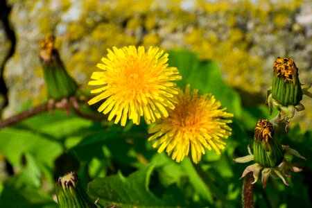 Yellow flower pointed flower