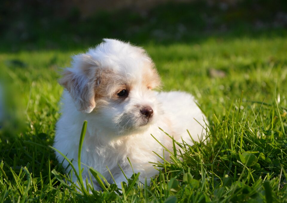Petit white animal