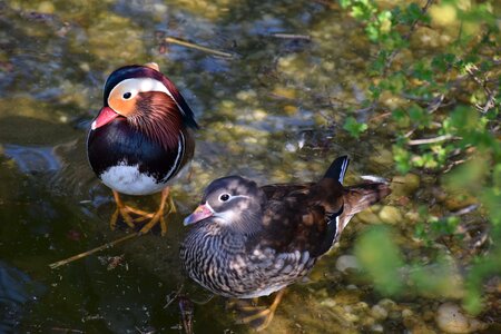 Plumage nature animal