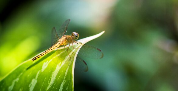 Garden insect macro
