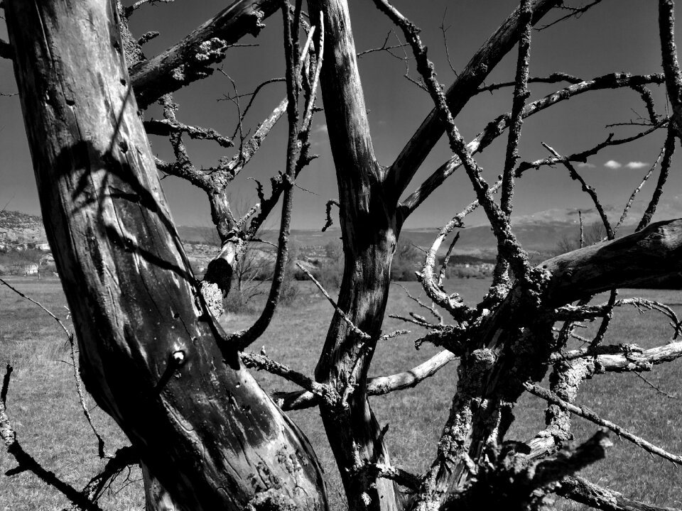 Black natural decoration