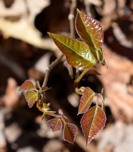 Spring leaves poison