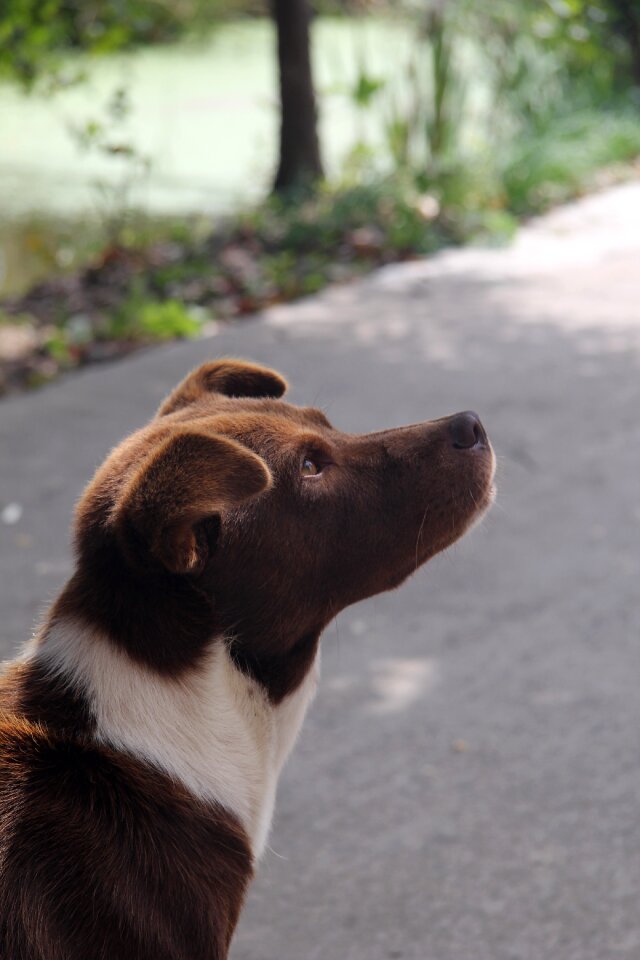 Dog look silhouette