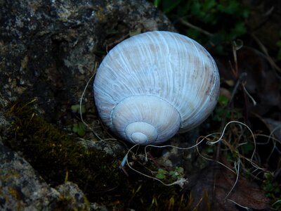 Snail shell white snail casing photo