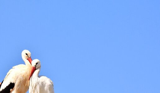 Stork flying rattle stork