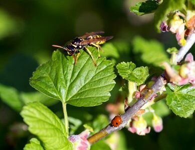 Wasp ladybug cassis