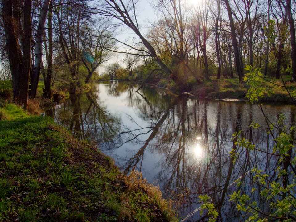 Water-level trees reflection