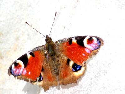 Butterfly peacock edelfalter