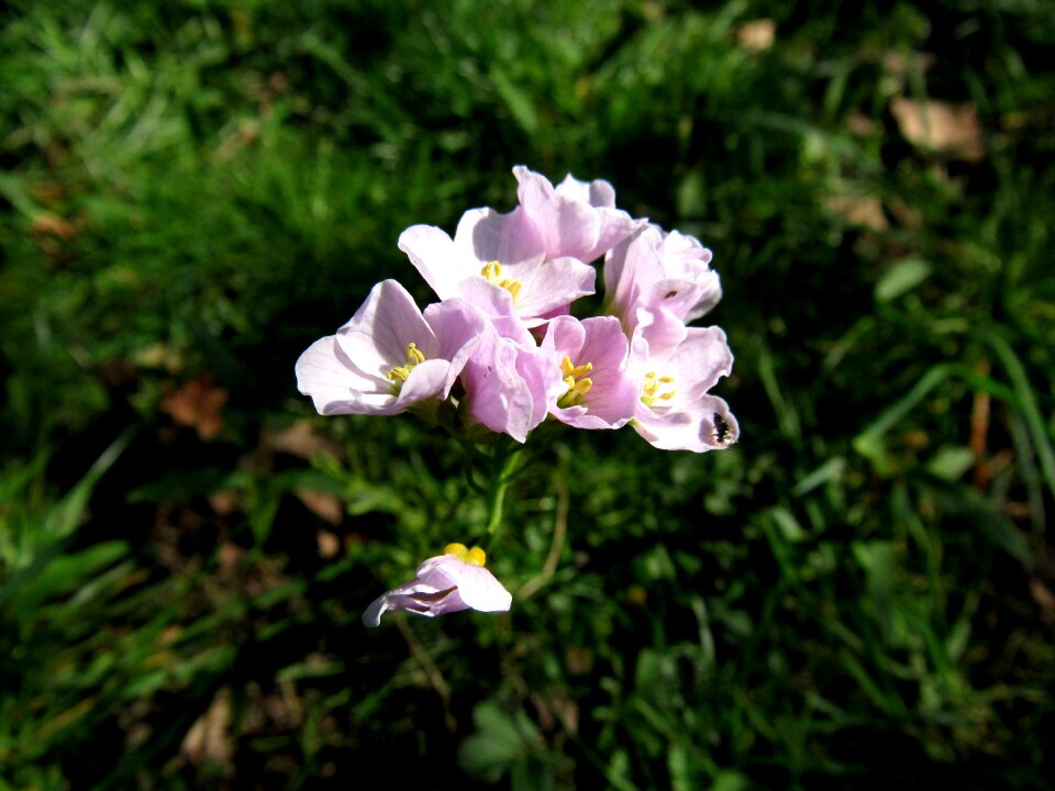 Smock salad flower wild herb