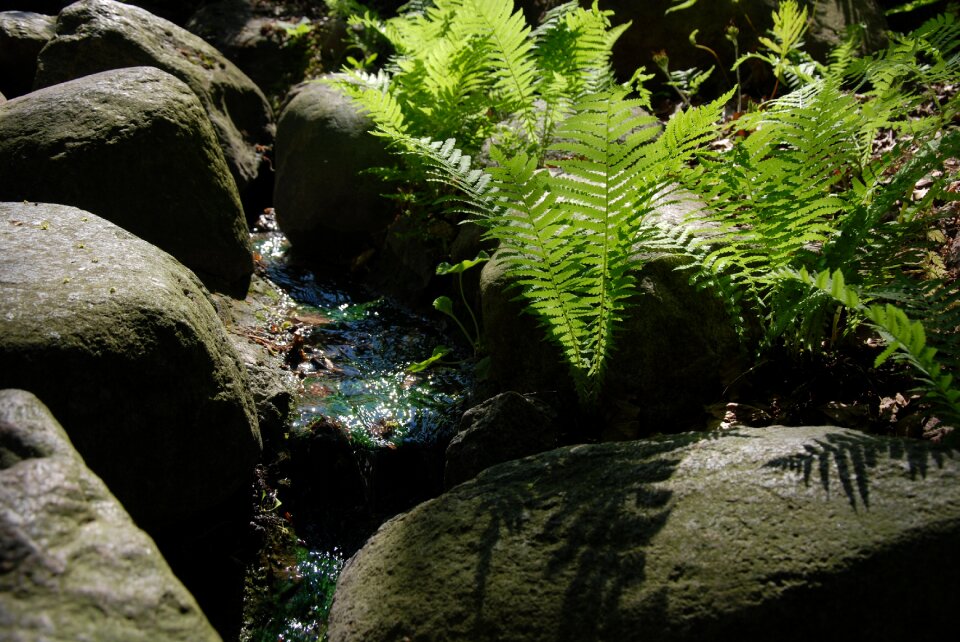 Nature rocks brook