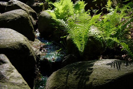 Nature rocks brook photo