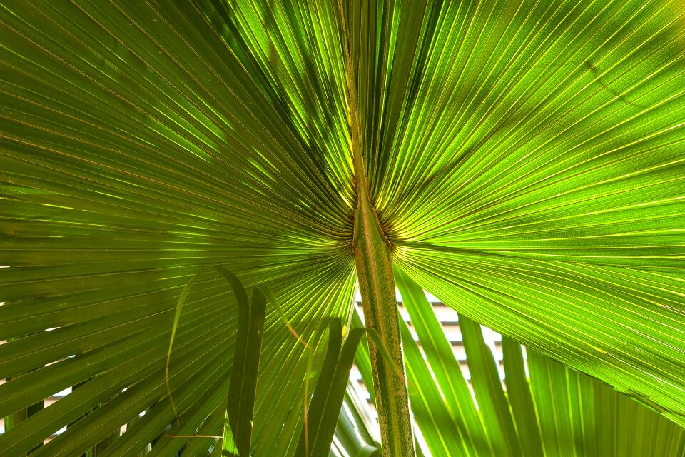 Summer green pattern