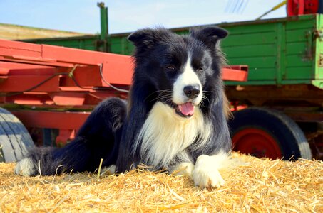 Herding dog purebred dog british sheepdog photo