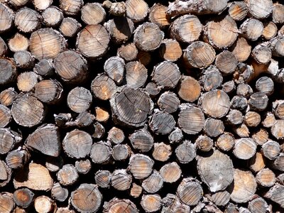 Winter cone stock
