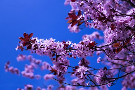 Spring cherry blossom close up photo