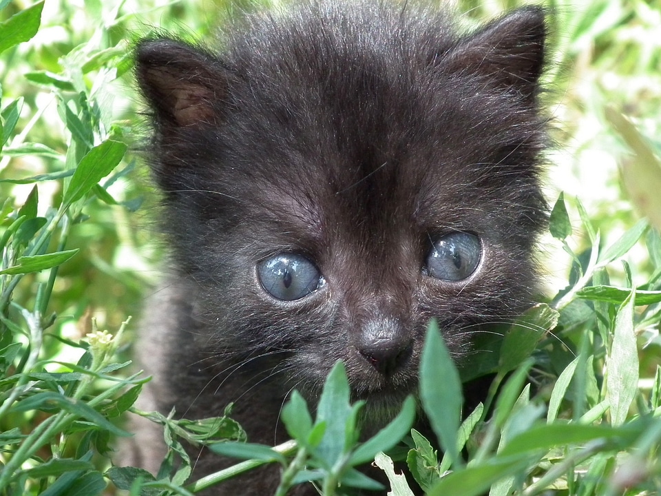 Pets animals cat eyes photo