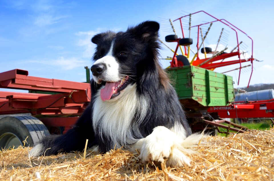 Herding dog purebred dog british sheepdog photo