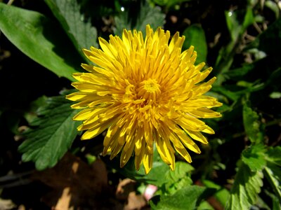 Ruderalia common dandelion inflorescence