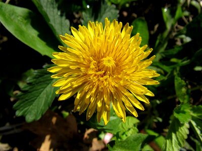 Ruderalia common dandelion inflorescence photo