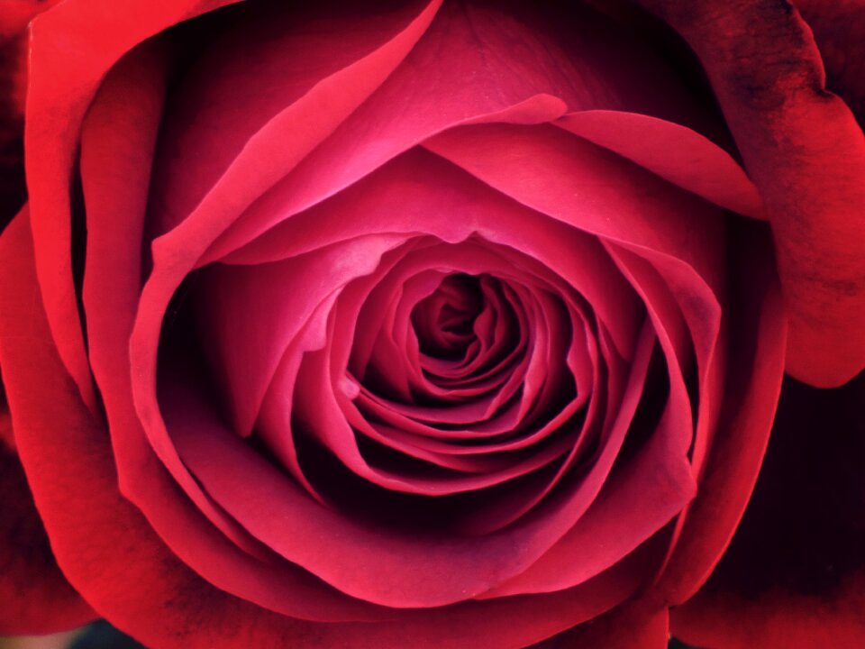 Petals background sant jordi