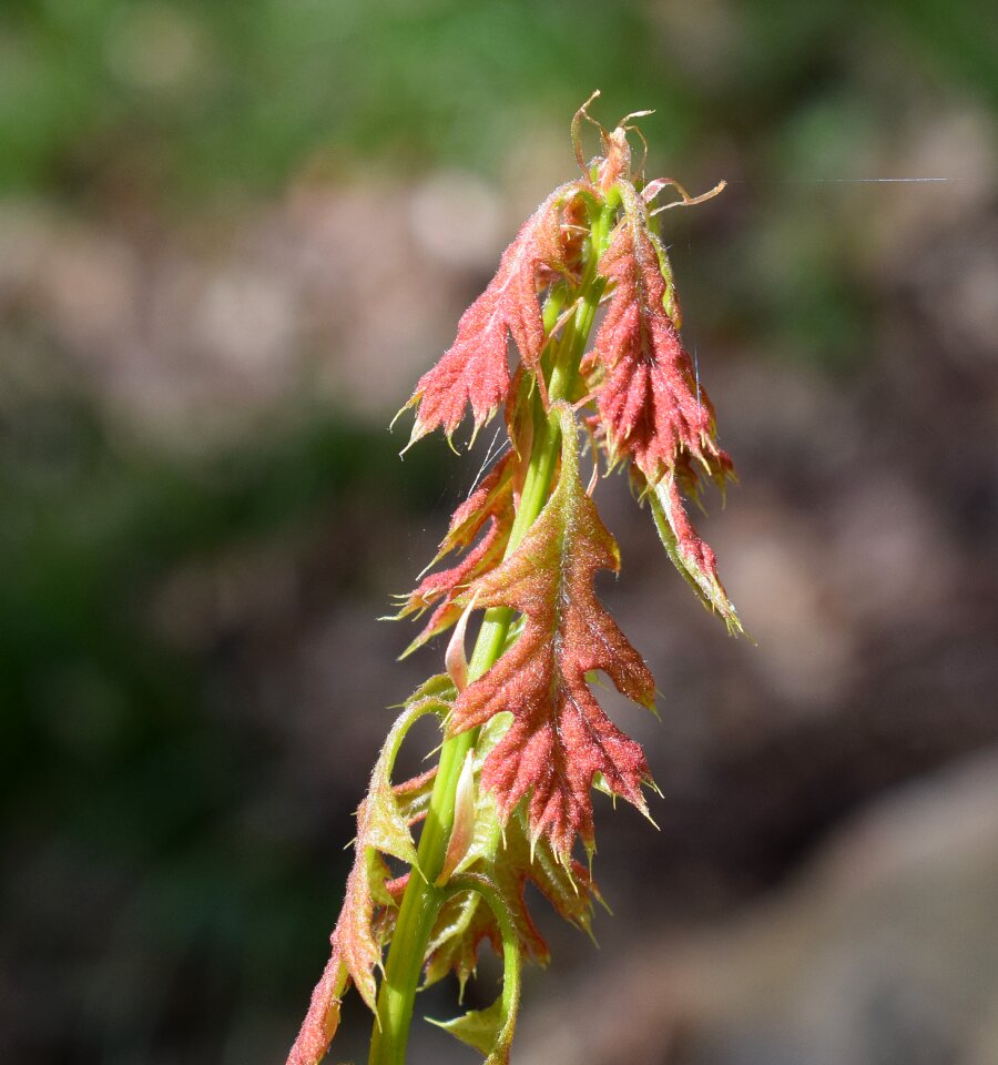 Tree sapling plant