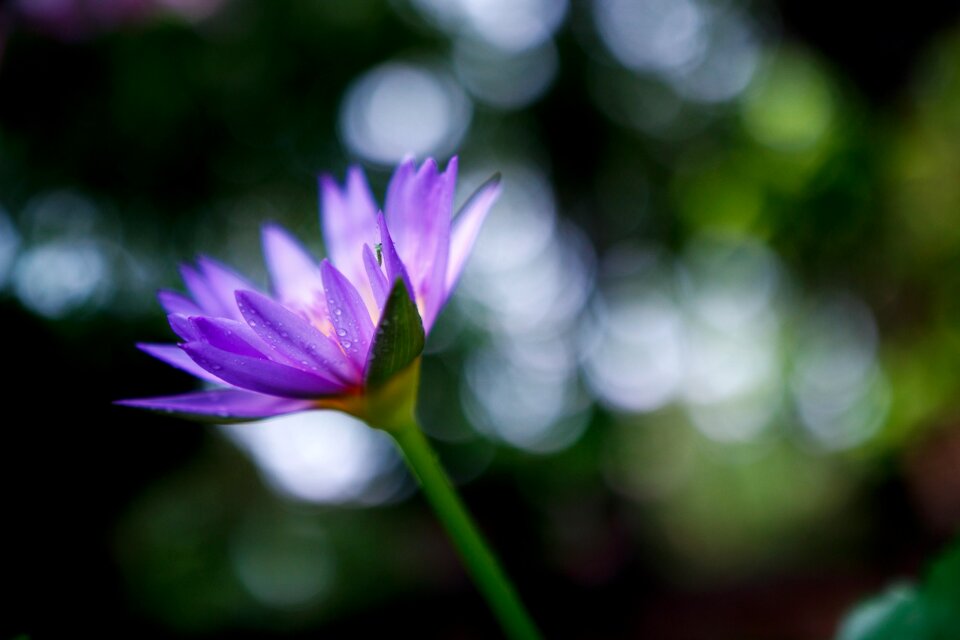 Purple closeup