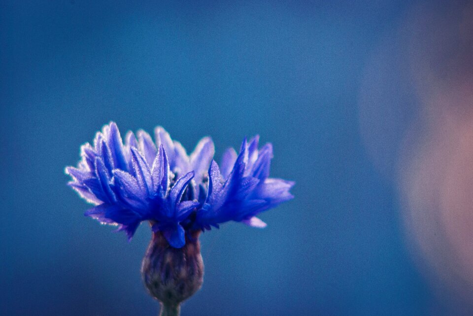 Cornflowers blue flower flower