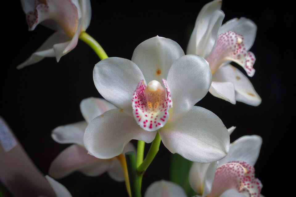 Nature exotic flower wild flower
