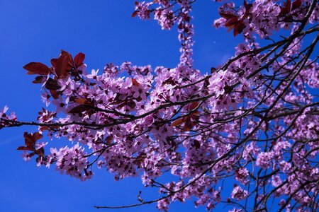 Spring cherry blossom close up