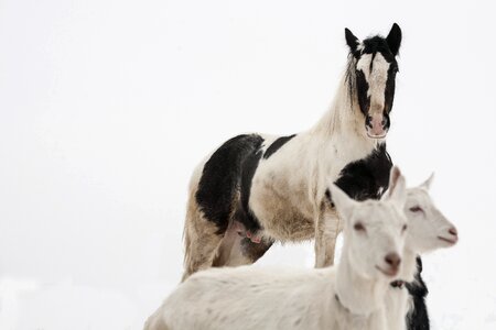Grasshopper stallion irish cob