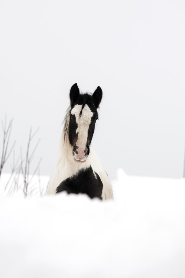Grasshopper stallion irish cob