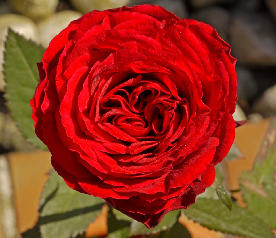 Blossom bloom rose bloom